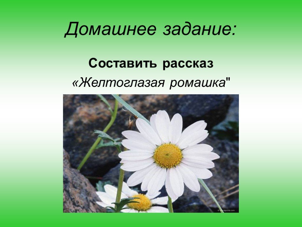 Растения родного края окружающий мир. Рассказ о красоте цветов. Рассказ о красоте растений. Фоторассказ о растениях. Рассказ о красоте растений родного.