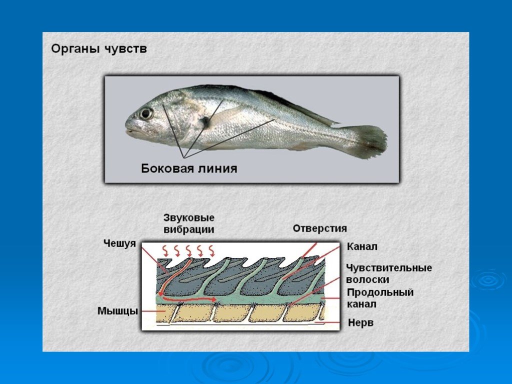 Какие ноздри у рыб. Органы чувств рыб 7 класс биология. Органы чувств рыб по биологии 7 класс. Надкласс рыбы органы чувств. Органы чувств рыбы схема.