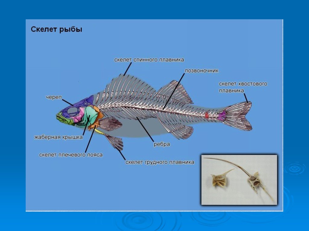 Скелет рыбы. Внутреннее строение рыбы. Скелет рыбы строение. Рыбы (биология).