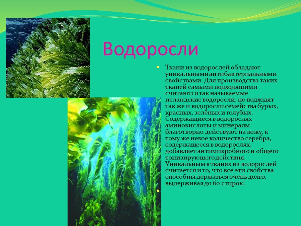 Факты о водорослях. Сообщение о водорослях. Доклад про водоросли. Краткое сообщение о водорослях. Сообщение об водораслях.
