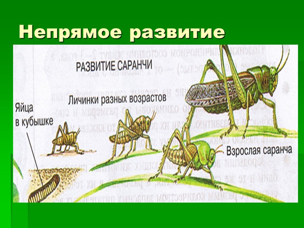 Рост и развитие животных класс. Непрямое развитие животных. Непрямое развитие саранчи. Жизненный цикл саранчи. Непрямое размножение.