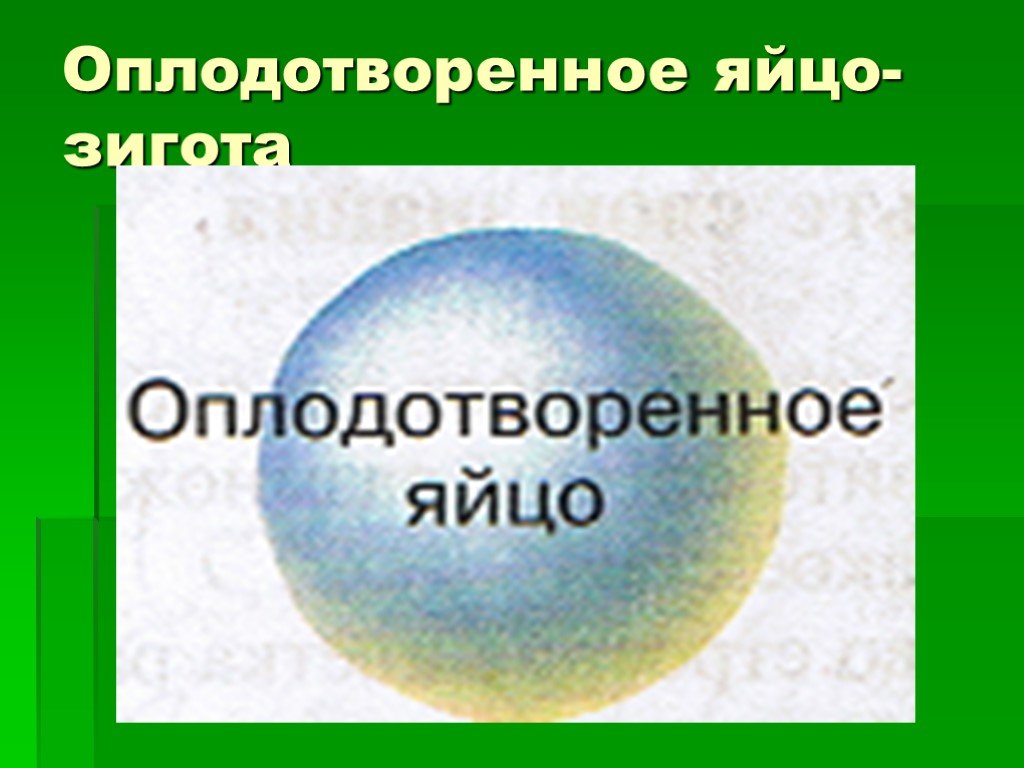 Оплодотворение яйца. Оплодотворенное яйцо зигота. Оплодотворенное яйцо животных. Зигота в желтке яйца. Оплодотворенное яйцо учебник биологии.