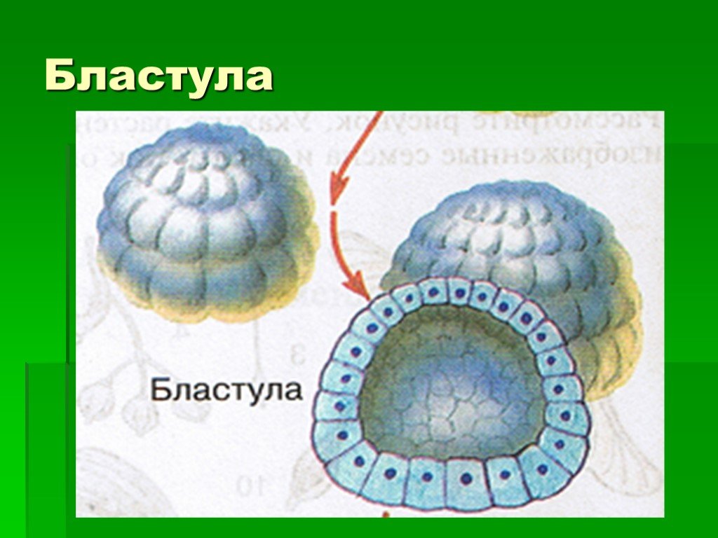 Бластула рисунок биология