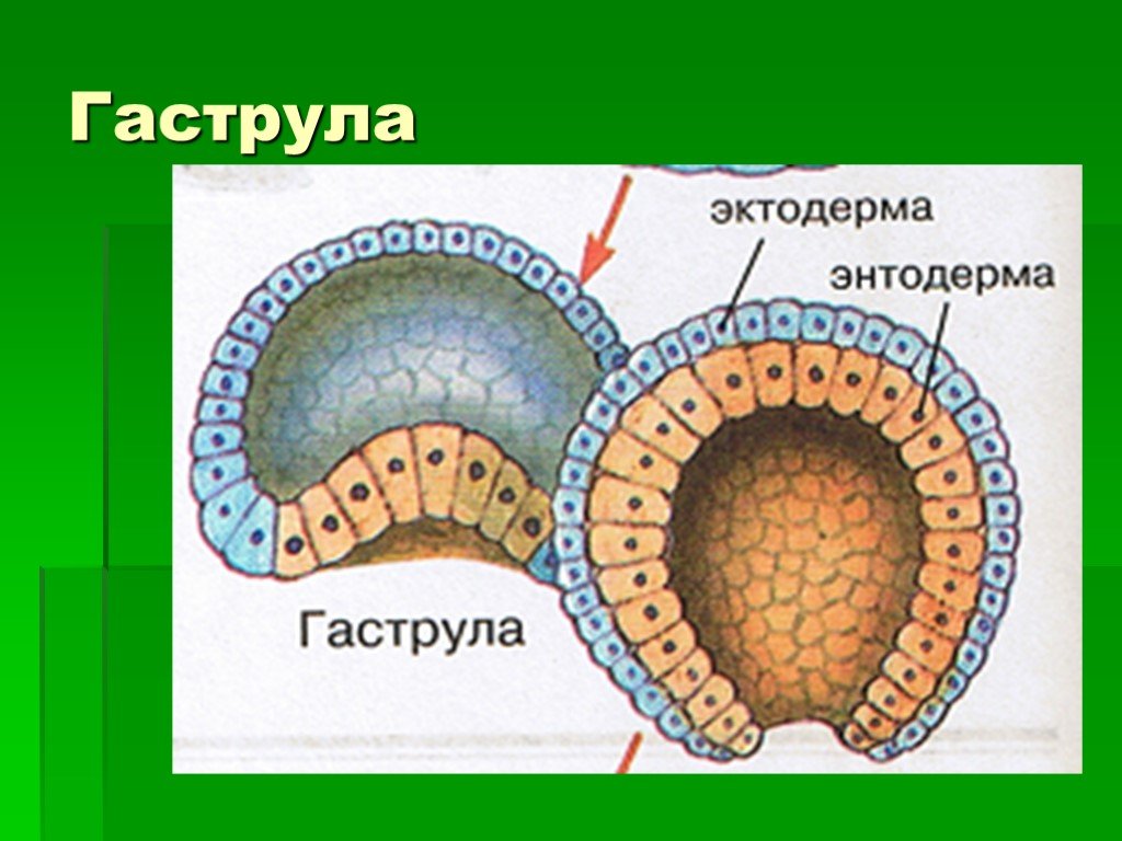 Гаструла картинка с подписями