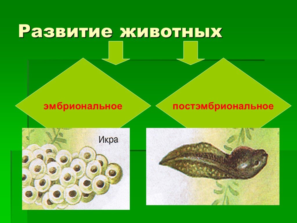 Прямое и непрямое развитие животных 6 класс биология презентация