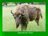Американский бизон
