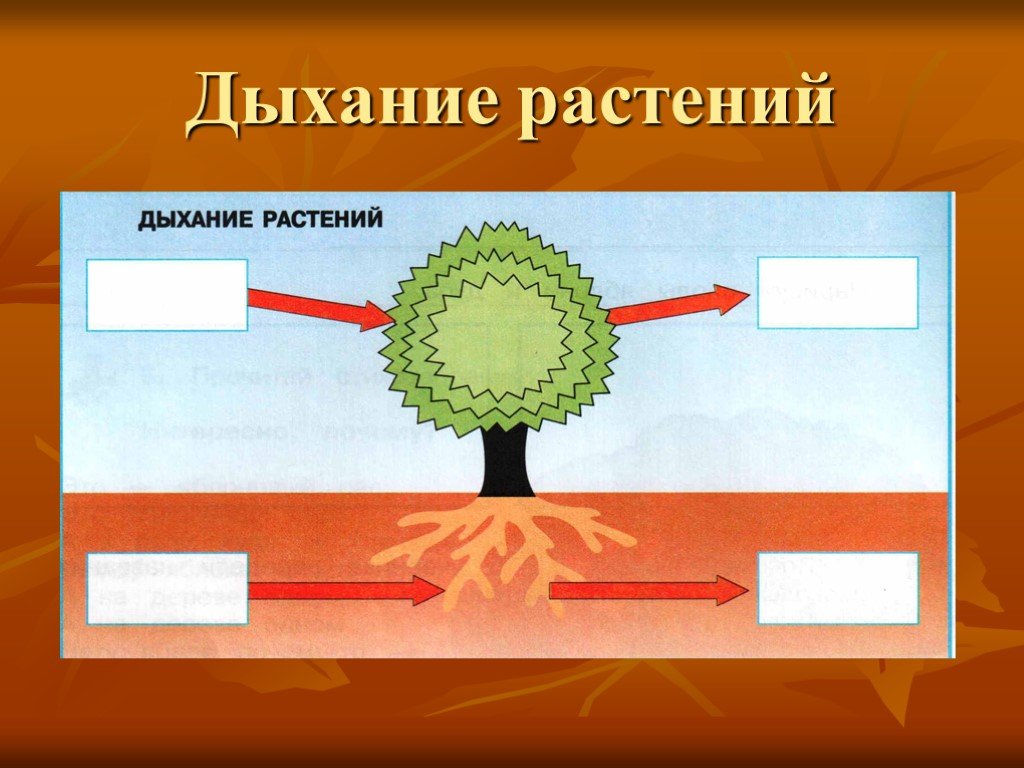 Схема дыхания растений