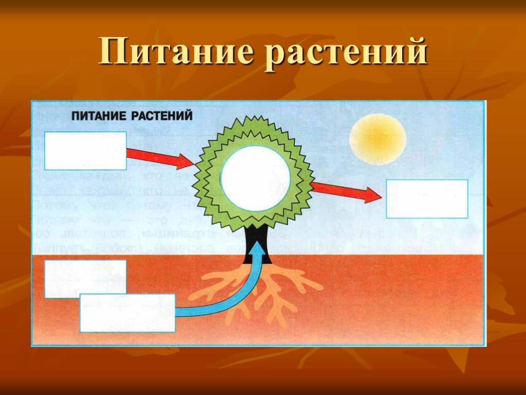 Схема питания растений