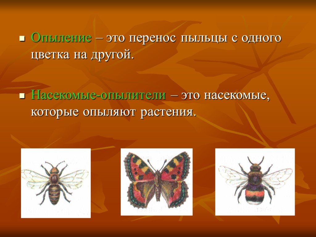 Опыление растений 3. Насекомые опылители 3 класс окружающий мир. Опыление растений 3 класс. Насекомые опылители презентация. Насекомые опылители растений 3 класс.