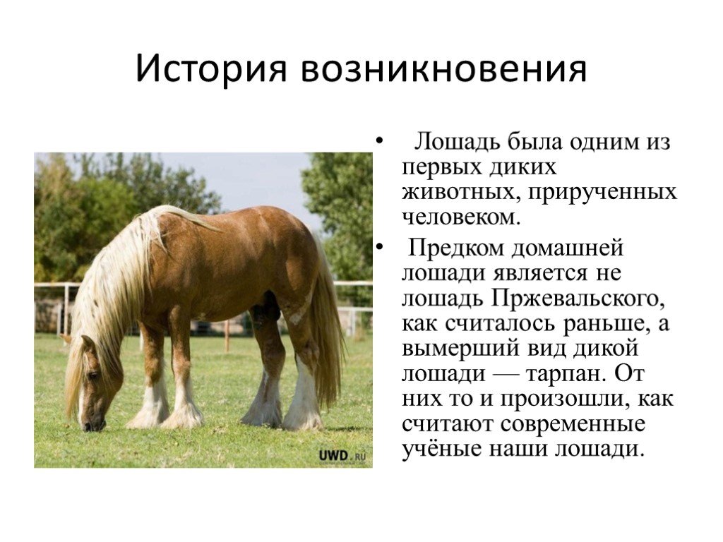 Произведение про коня
