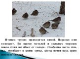 Птицам трудно приходится зимой. Нередко они голодают. Во время метелей и сильных морозов много птиц погибает от голода . Особенно часто пти-цы погибают в конце зимы, когда почти весь корм повсюду съеден.