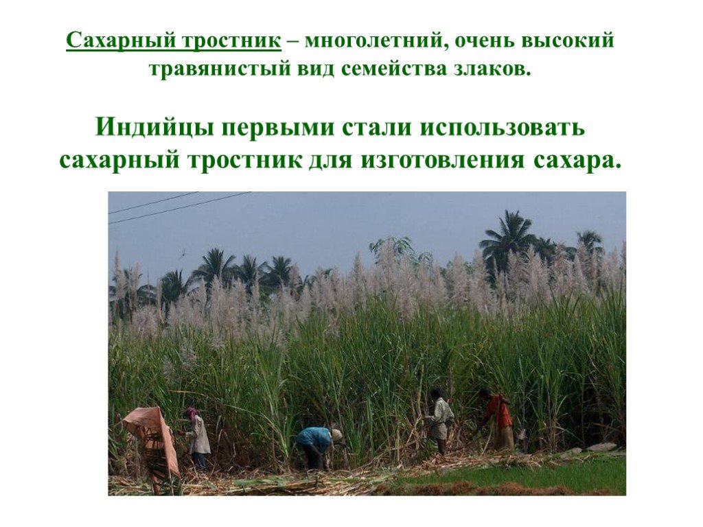 Г сахарный тростник. Сахарный тростник семейство. Сахарный тростник описание. Сообщение о сахарном тростнике. Сахарный тростник доклад.