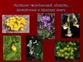 Растения Челябинской области, занесённые в Красную книгу