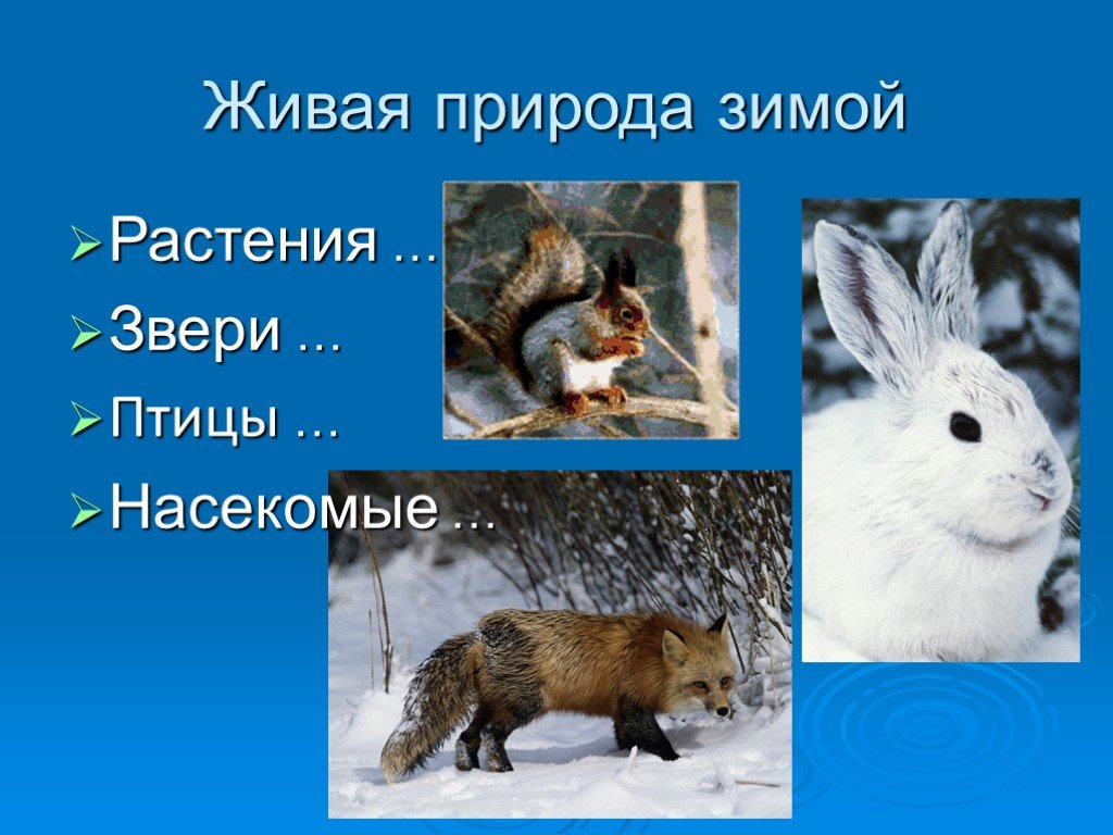 Явления живой природы зимой. Зимние явления в живой природе. Явления живой природы зимой 2 класс. Зимние изменения в живой природе. Живая природа зимой окружающий мир.