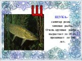 ЩУКА- санитар реки, хищная рыба. Очень крупная рыба, вырастает до 25 кг, проживает до 100 лет. Щ