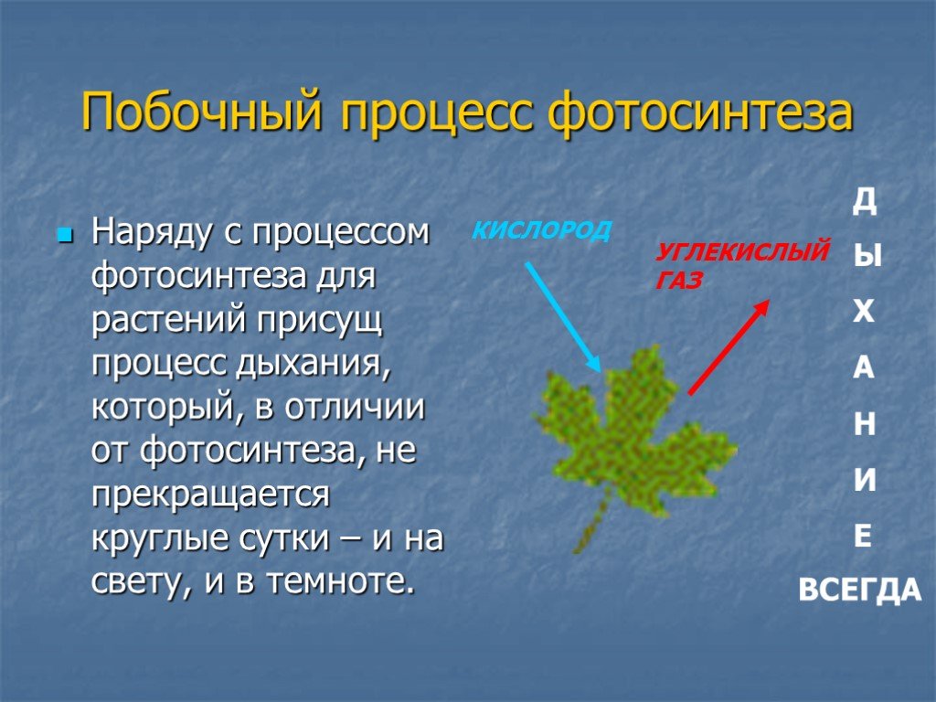 В каких растениях протекает дыхание. Процесс фотосинтеза. Презентация по теме фотосинтез. Фотосинтез доклад. Презентация на тему фотосинтез.