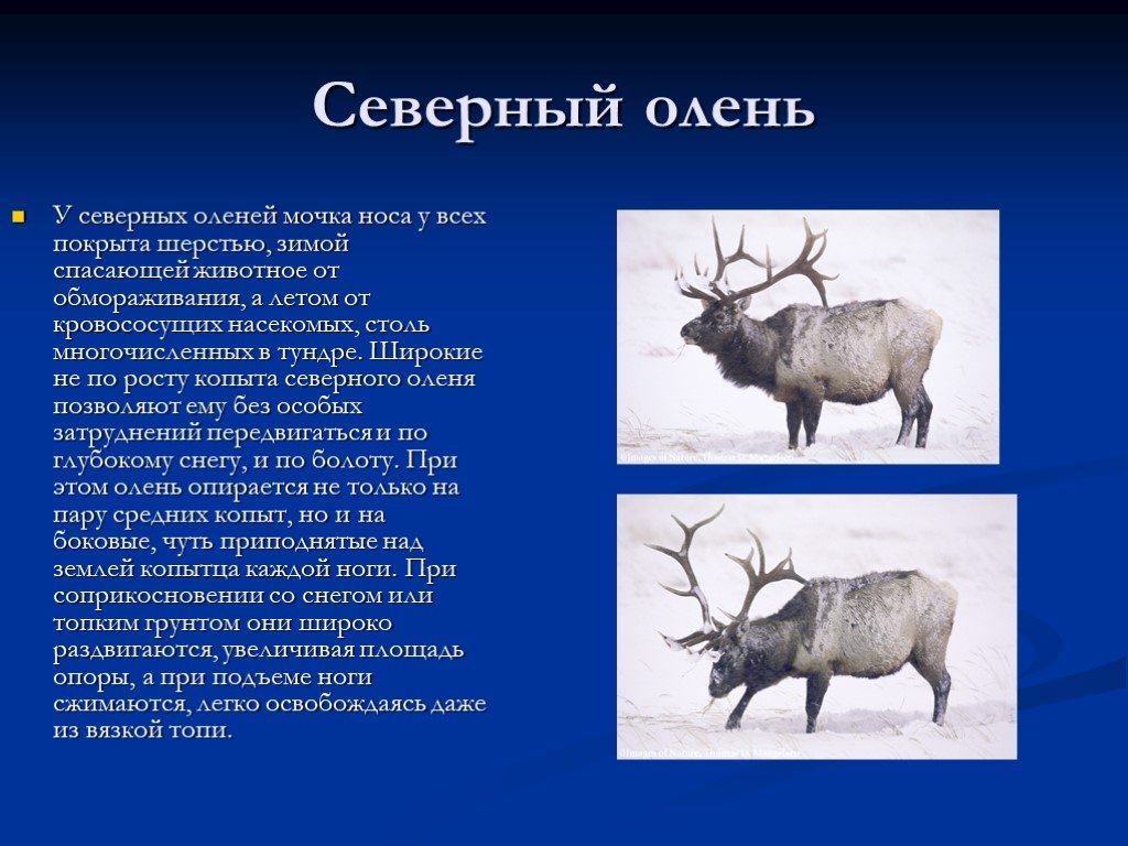 Северный олень приспособленность к среде обитания. Приспособление Северного оленя. Условия приспособления Северного оленя. Северный олень среда обитания.