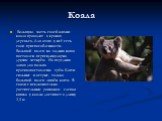 Коала. Большую часть своей жизни коала проводит в кронах деревьев. Для этого у неё есть свои приспособленности. Большой палец на задних ногах поставлен перпендикулярно другим четырём. На передних лапах два пальца противопоставлены трём. Когти сильные и острые, только большой палец лишён когтя. В свя