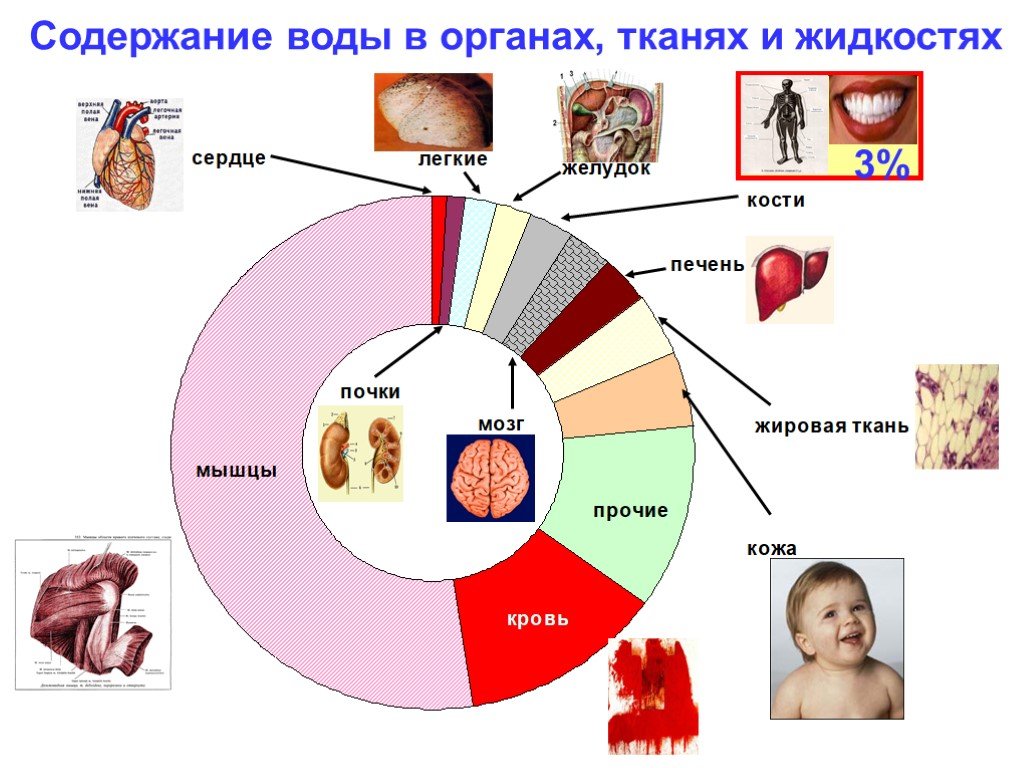 Вода в органах. Содержание воды в тканях и органах. Содержание воды в тканях человека. Содержание воды в органах человека. Содержание воды в органах и тканях человека.