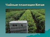 Чайные плантации Китая