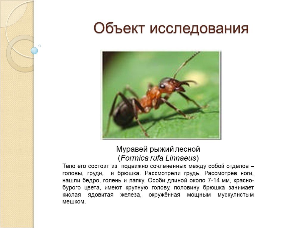Презентация муравьи 7 класс биология