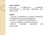 Цель работы: выяснить особенности муравьёв, муравейника и значение муравьёв для экосистемы. Задачи: - описать особенности строения муравьёв, проживающих в лесном биоценозе; выявить особенности муравейника; изучить кормовые дорожки муравьёв; -выявить значение муравьёв для экосистемы.