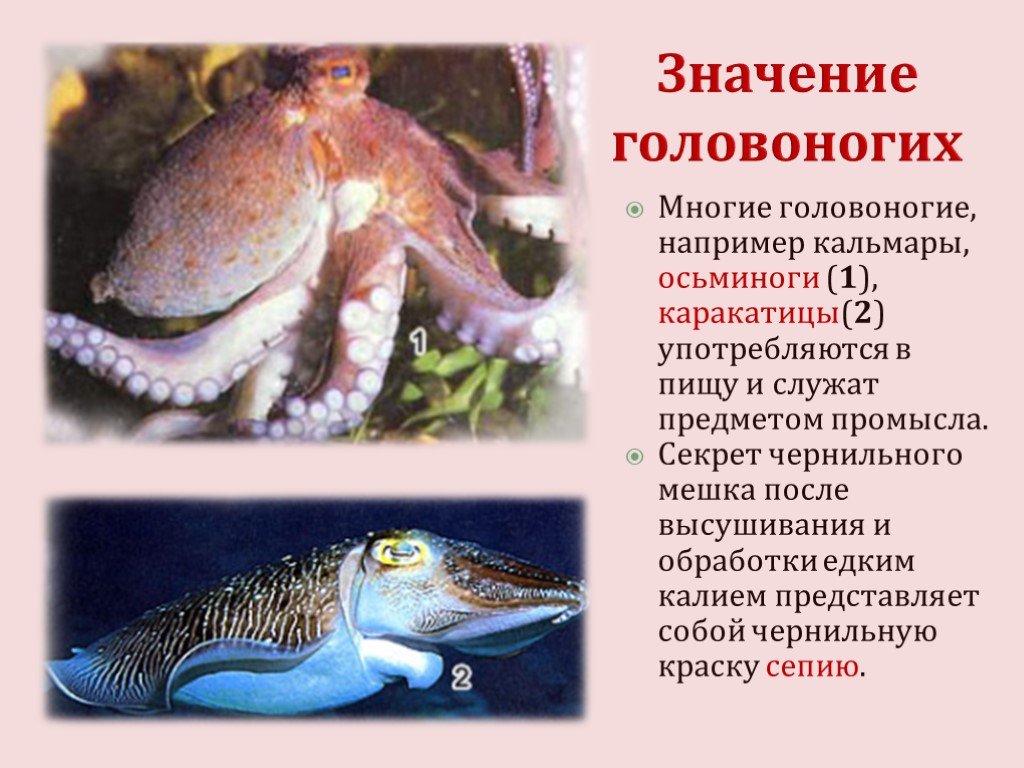 Каракатица тип. Значение головоногих. Роль головоногих в жизни человека. Каракатица презентация. Роль головоногих моллюсков в природе и жизни человека.