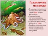 Головоногие моллюски. К классу головоногих моллюсков относится около 600 видов животных. Это наиболее организованные представители типа. Крупные животные, иногда до 18 м. Свободноплавающие, реже ползающие, очень подвижные хищники.