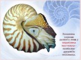Раковина хорошо развита лишь у кораблика наутилуса - наиболее древнего моллюска.