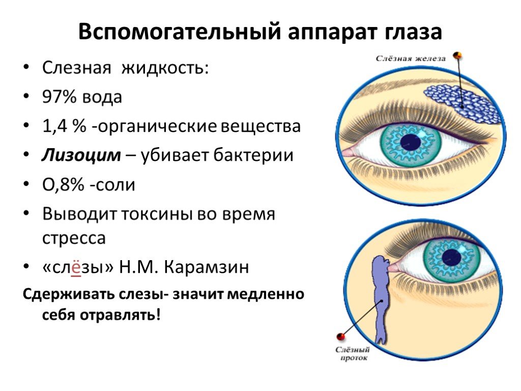 Слезная железа относится к железам. Зрительный анализатор вспомогательный аппарат глаза. Вспомогательный аппарат глаза схема. Слезоотводящий аппарат глаза функции. Вспомогательный аппарат глазного анализатора.