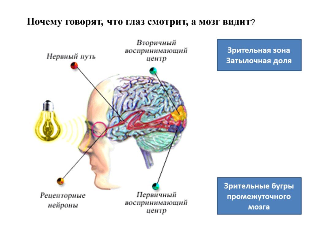 Почему говорят посмотрим. Зрительная зона мозга. Зрительный анализатор в мозге. Зрение и мозг. Почему глаз смотрит а мозг видит.