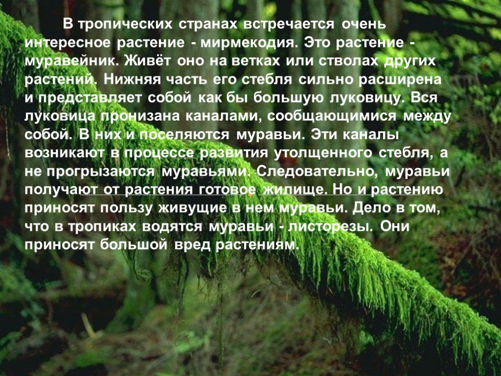 Какие растения приносят. Симбиоз в мире растений. Симбиоз в мире растений и животных. ПСИХРОФИТЫ обитают в тропиках. Муравейник живет текст.