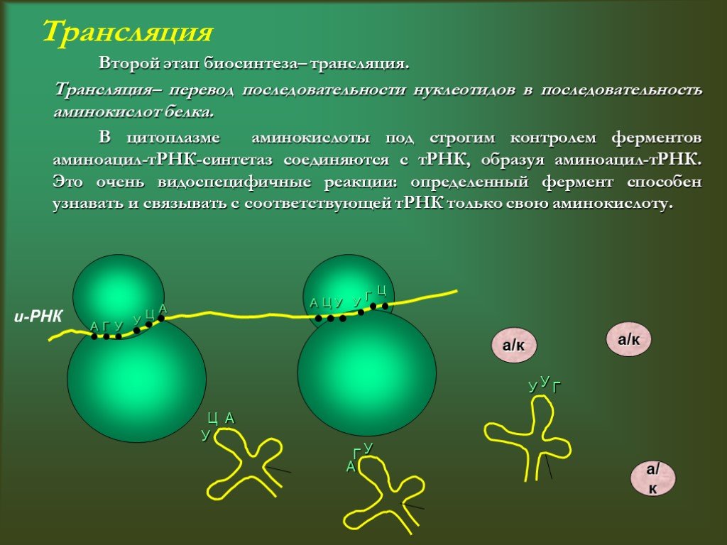 2 этап синтеза. Тбиосинтез аминоацил-т-РНК. Синтез белка трансляция этапы. Биосинтез аминоацил-ТРНК. Этапы биосинтеза белка 10 класс.