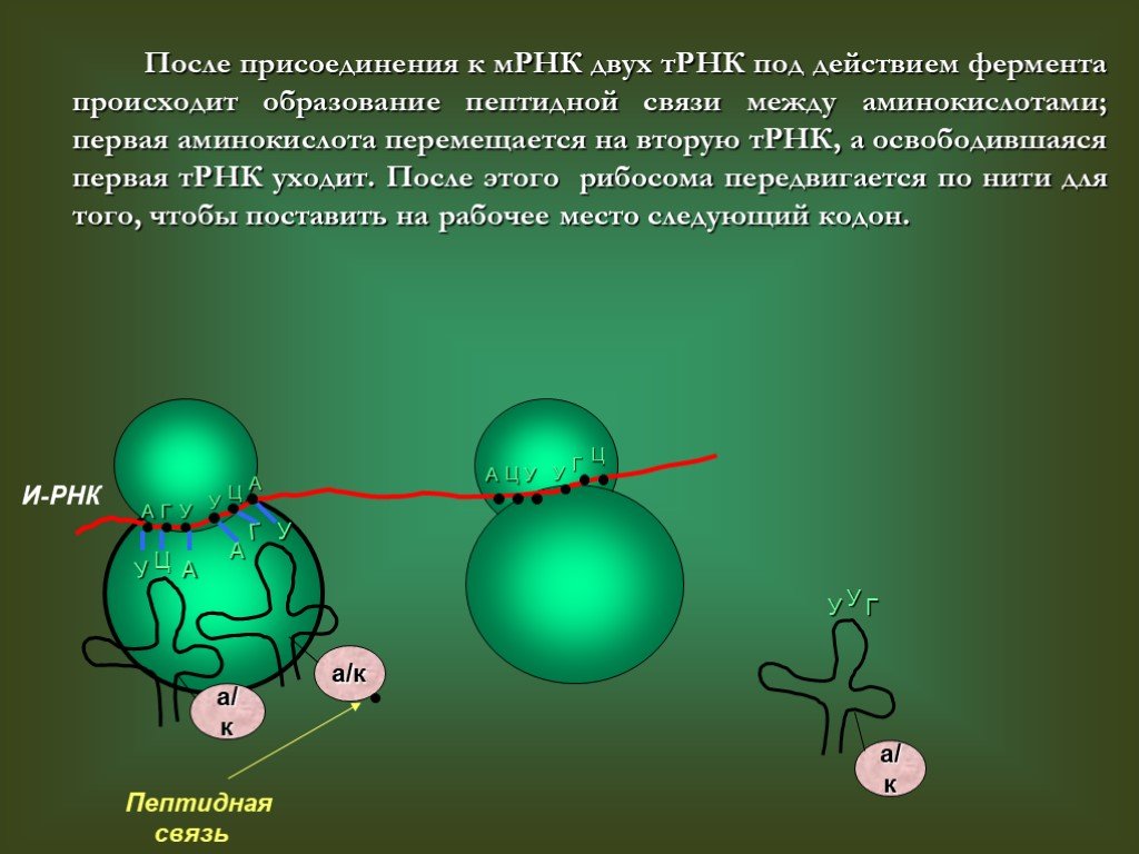 Образование ферментов происходит в процессе. Биосинтез белка презентация. Биосинтез белка 10 класс биология. Пептидная связь в биосинтезе белка. Пептидные связи РНК.