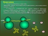 Трансляция. Второй этап биосинтеза– трансляция. Трансляция– перевод последовательности нуклеотидов в последовательность аминокислот белка. В цитоплазме аминокислоты под строгим контролем ферментов аминоацил-тРНК-синтетаз соединяются с тРНК, образуя аминоацил-тРНК. Это очень видоспецифичные реакции: 