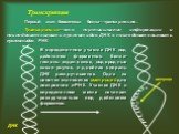 Транскрипция. Первый этап биосинтеза белка—транскрипция. Транскрипция—это переписывание информации с последовательности нуклеотидов ДНК в последовательность нуклеотидов РНК. А Т Г Ц. В определенном участке ДНК под действием ферментов белки-гистоны отделяются, водородные связи рвутся, и двойная спира