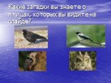 Какие загадки вы знаете о птицах, которых вы видите на слайде?