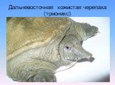 Дальневосточная кожистая черепаха (трионикс)