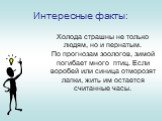 Интересные факты: Холода страшны не только людям, но и пернатым. По прогнозам зоологов, зимой погибает много птиц. Если воробей или синица отморозят лапки, жить им остается считанные часы.