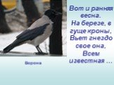 Вот и ранняя весна. На березе, в гуще кроны, Вьет гнездо свое она, Всем известная ... Ворона