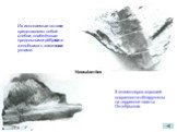 Neocalamites. Их ископаемые остатки представляют собой стебли, снабжённые продольными рёбрами и желобками с заметными узлами. 5 экземпляров хорошей сохранности обнаружены на терриконе шахты Октябрьская