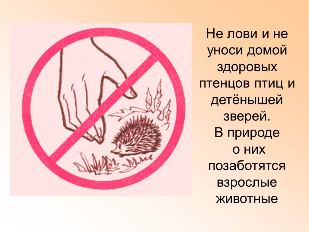 Ежик запрещен. Знаки природы. Знаки защиты природы. Запрещающие знаки в природе. Природоохранные знаки.