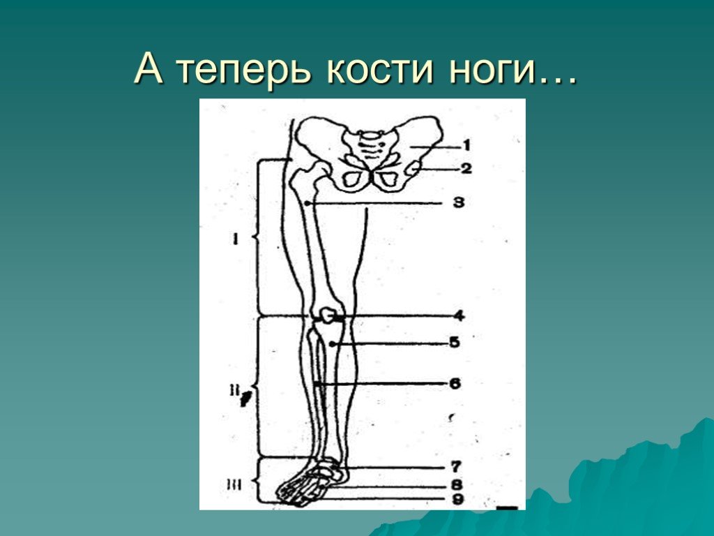 Функции костей конечностей. Опорная нога. Кости ноги ПДД презентация. Система опора презентации. Бабочка на ноге кость.