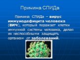 Причина СПИДа. Причина СПИДа – вирус иммунодефицита человека (ВИЧ), который поражает клетки иммунной системы человека, делая их неспособными защищать организм от заболеваний.