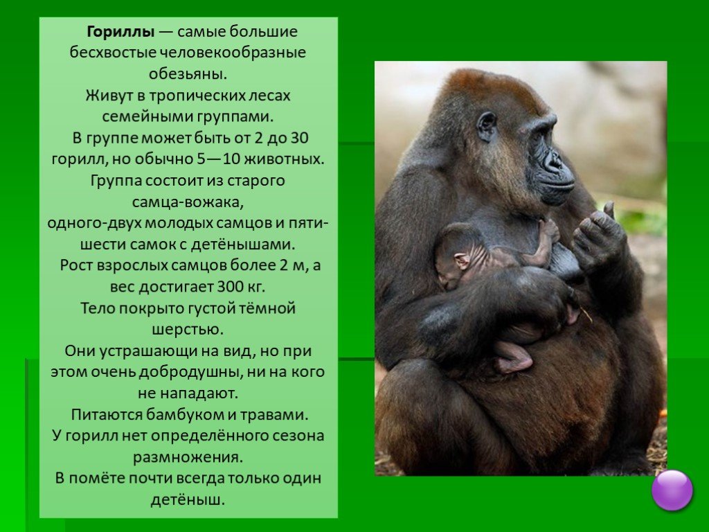 Годы жизни обезьяны. Продолжительность жизни обезьян. Обезьянки Продолжительность жизни. Гориллы в тропических лесах. Сообщение о горилле.