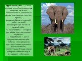 Африканский слон — самое крупное и тяжёлое сухопутное животное на земле. У него огромные, похожие на паруса уши, ноги как толстые брёвна, огромные бивни и длинный хобот, который сформировался из носа и верхней губы. На конце хобота — ноздри и два гибких чувствительных отростка, а под хоботом — рот и