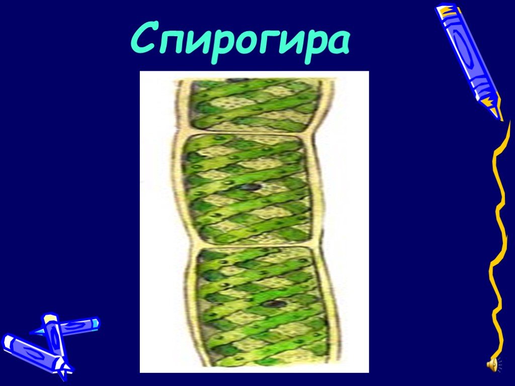 Спирогира одноклеточная. Внешний вид спирогиры. Спирогира одноклеточные или многоклеточные. Спирогира строение.