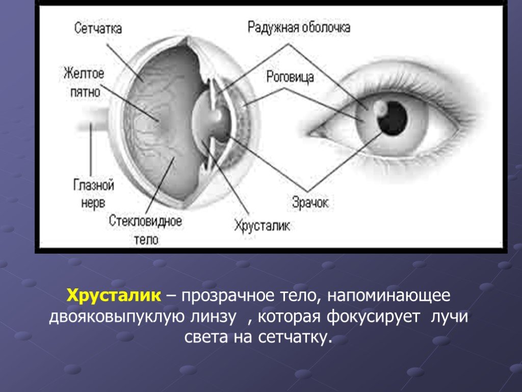 Зрачок в организме человека выполняет функцию. Строение хрусталика глаза. Строение хрусталика. Схема хрусталика глаза. Хрусталик глаза анатомия.