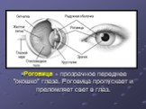 Роговица - прозрачное переднее "окошко" глаза. Роговица пропускает и преломляет свет в глаз.