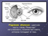Радужная оболочка - цветная часть глаза. Помогает регулировать количество света, которое попадает в глаз.